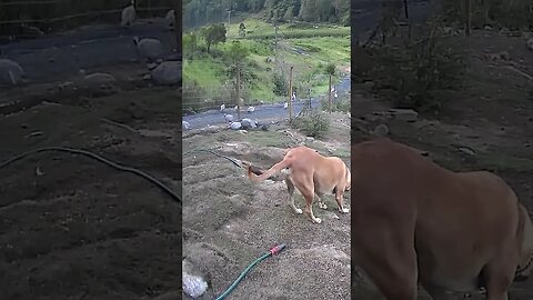 Farm cam monitoring