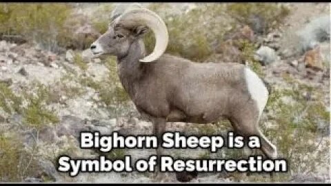 After a Simple Analysis,, From a BIBLICAL Perspective, Are We Witnessing the Call of GOD's Sheep