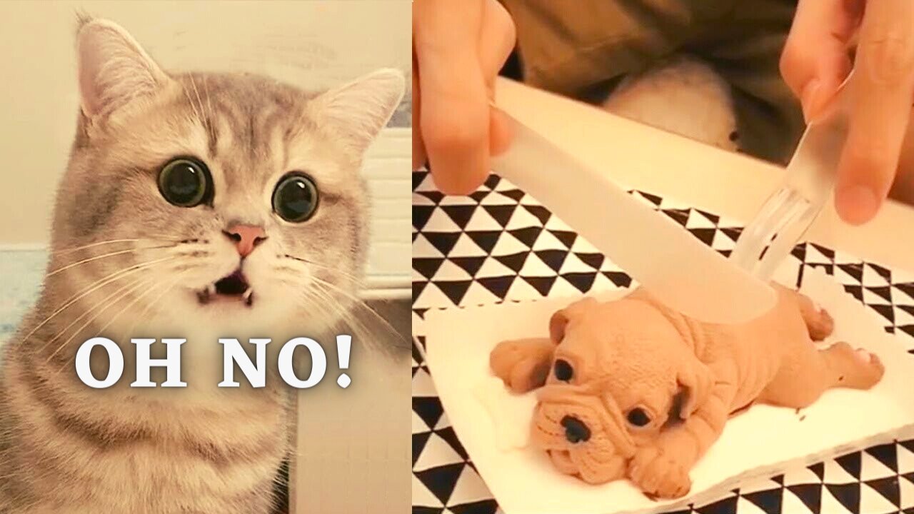 Cat Reaction to Cutting Cake - Funny Dog Cake Reaction Compilation | Pets Kingdom