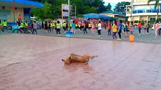 Cadela dá espetáculo de dança na rua