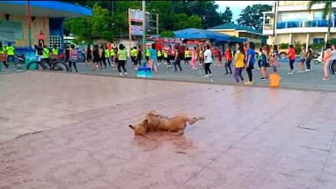 Cadela dá espetáculo de dança na rua