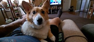 Corgis. Gotta love em