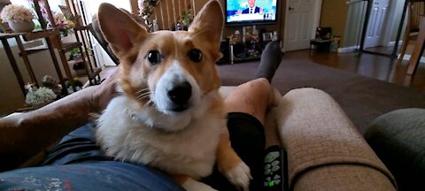 Corgis. Gotta love em