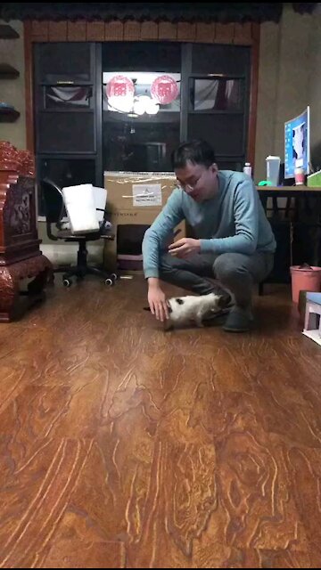 My cat jumped 🥰🥰