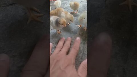 Curiosos!