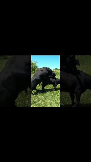 Turnout day for the bulls! #makingbabies #breedingseason #cattle #farm #farmlife #ranch #ranchlife