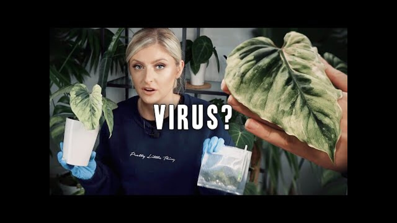 How to test for viruses on your Houseplants at home!