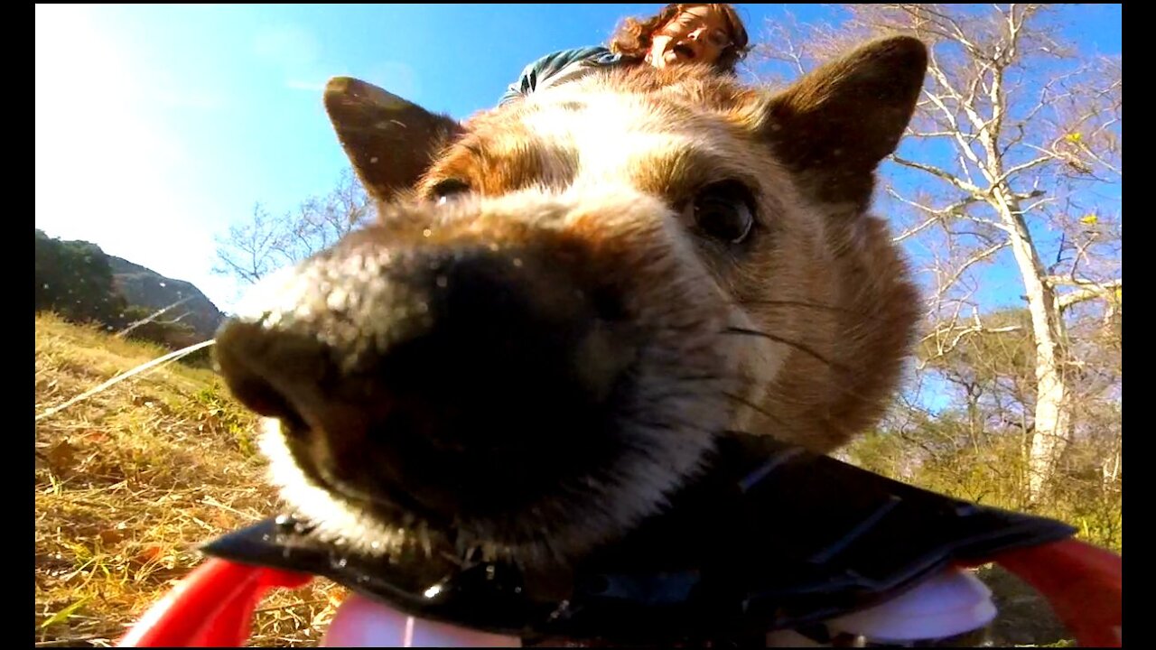 My dog, Riley eats the Yeti Jr RC car