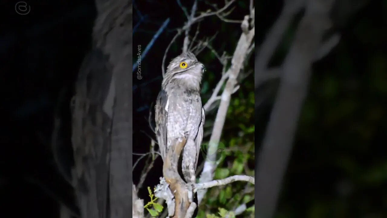 Urutau Cantando (Nyctibius griseus)