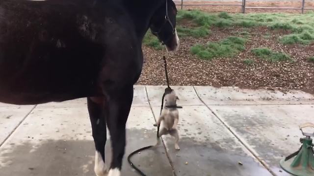 "Unusual Pet Friendships Are Just Adorable"