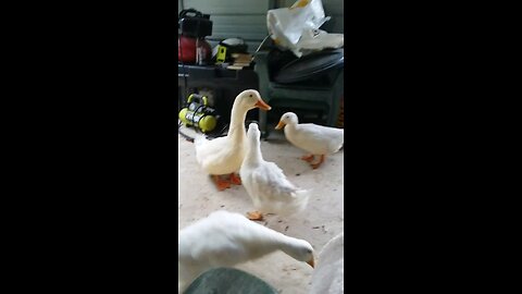 Ducks in the shed 2