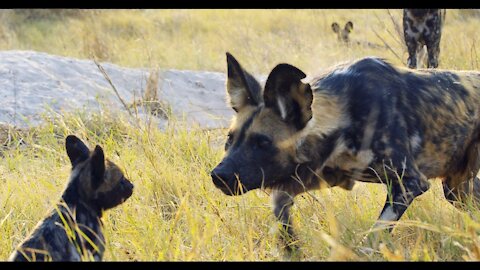 Robot puppy meets real wild dogs