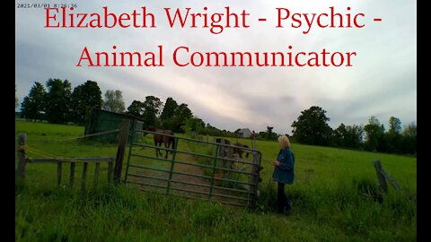 Interview with Psychic and Animal Communicator: Elizabeth Wright