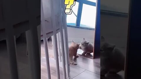 CAT VIDEO