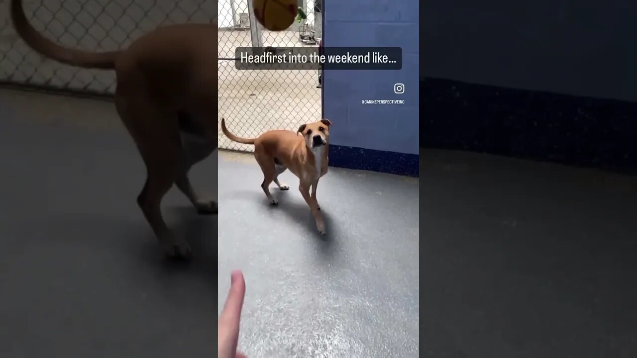 It’s Summertime In Chicago So Grab Your Dog And Enjoy The Season While It’s Here With Some Fetch!