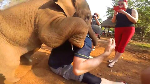 Playing with a Baby Elephant | So Lovely