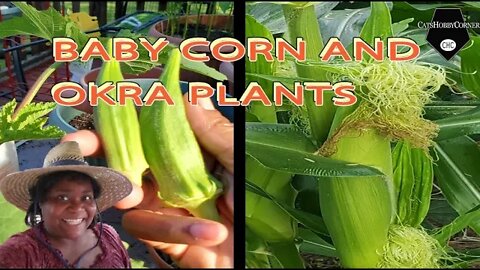 Baby Corn and Okra Plants - 31 May2022