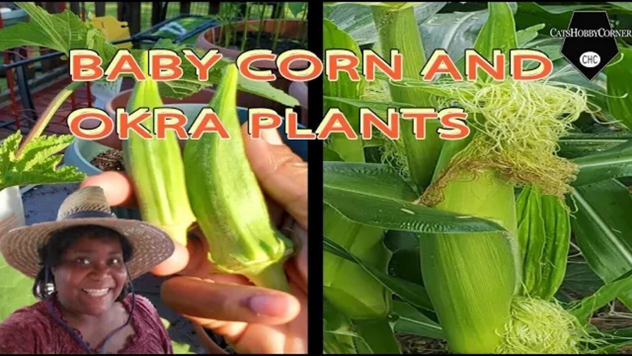 Baby Corn and Okra Plants - 31 May2022