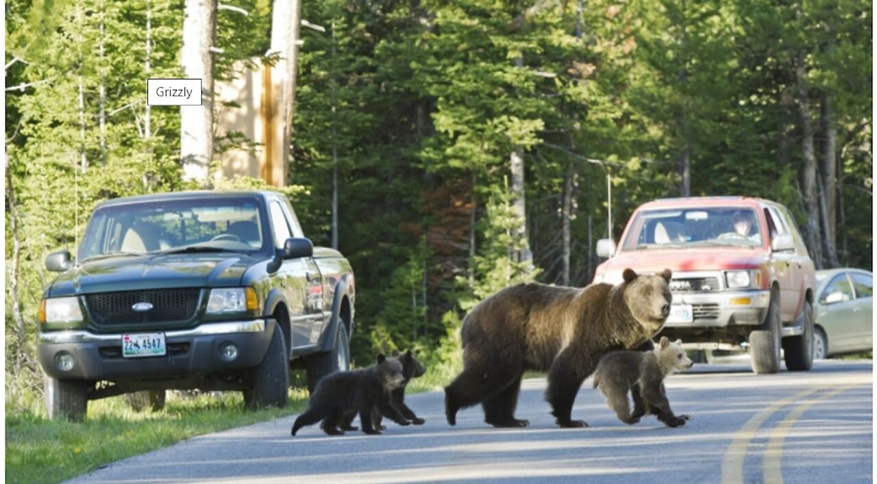 Grizzly Bear Family Causing Traffic Jams ....Few Dozen People Lined The Highway