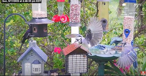 Florida Bird Feeder SWFL Live Camera HD