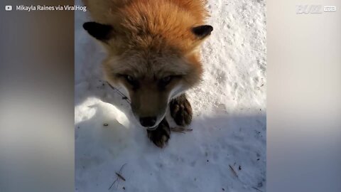 Voici Finnegan, un gentil petit renard