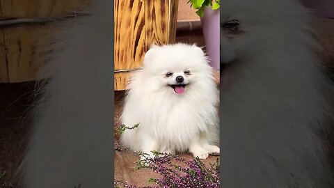 Cute Dog 🐕 #cute #dog #animals #shorts