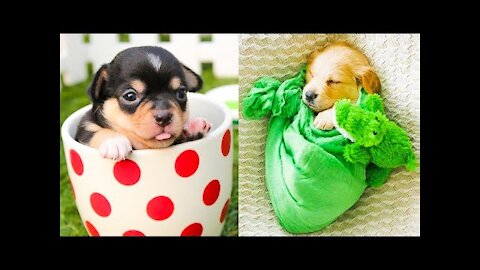 Baby Dogs | Funny Dog Videos Compilation