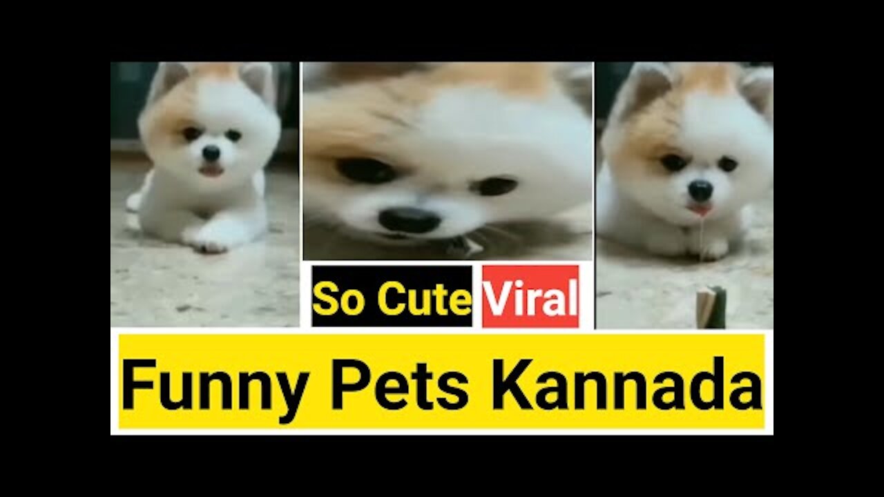 Cute dog ,Cute cat ,Cute pets,Funny pets - #Shorts#Youtubeshorts#Viral#Viralvideos#FunnyPetsKannada