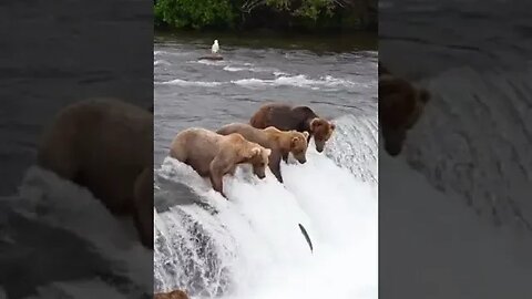 Alaska coastal brown Bears waiting for food