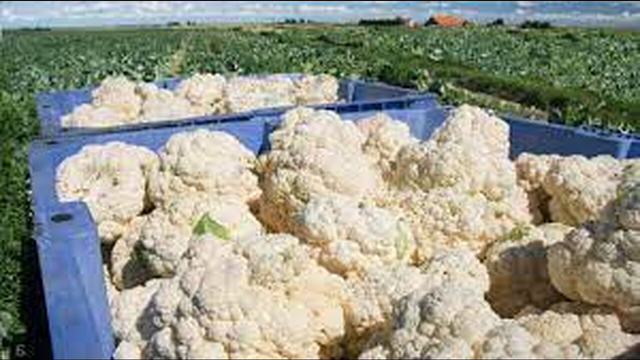 Awesome Cauliflower Cultivation Technology - Cauliflower Farming and Harvesting Machine