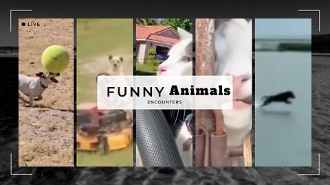 Hilarious Animal Fails 🐾 | Funny Animal Moments That Will Make You Laugh!