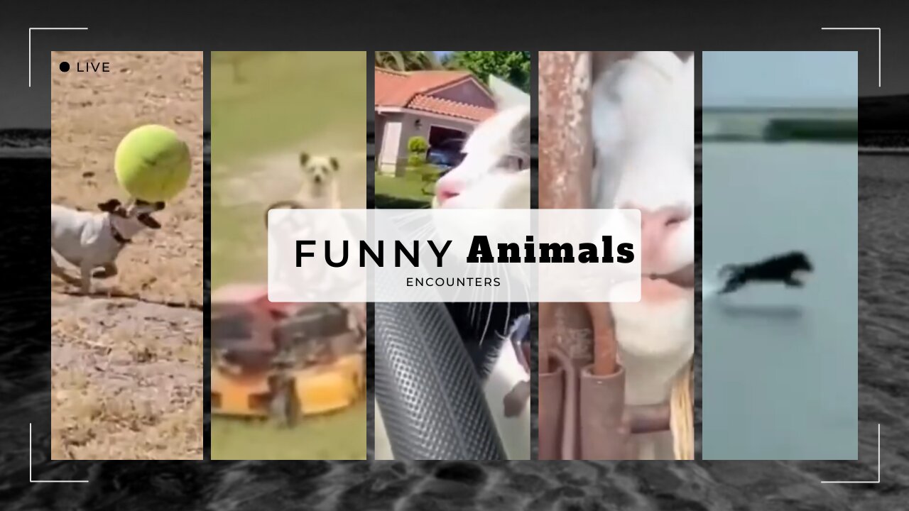 Hilarious Animal Fails 🐾 | Funny Animal Moments That Will Make You Laugh!