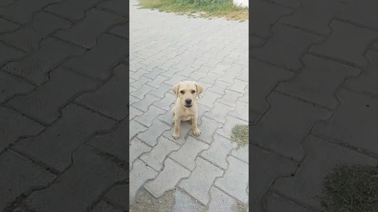 Curious Encounter: Playful Puppy Barking at Me #shorts #youtubeshorts #shortsfeed #viral #trending