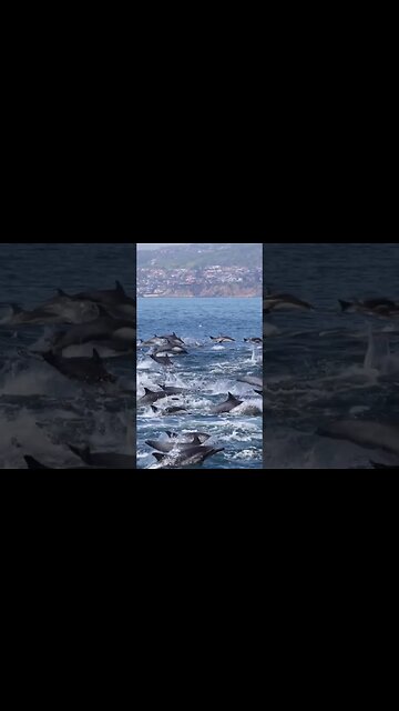 Dana Point, California 💙🐬