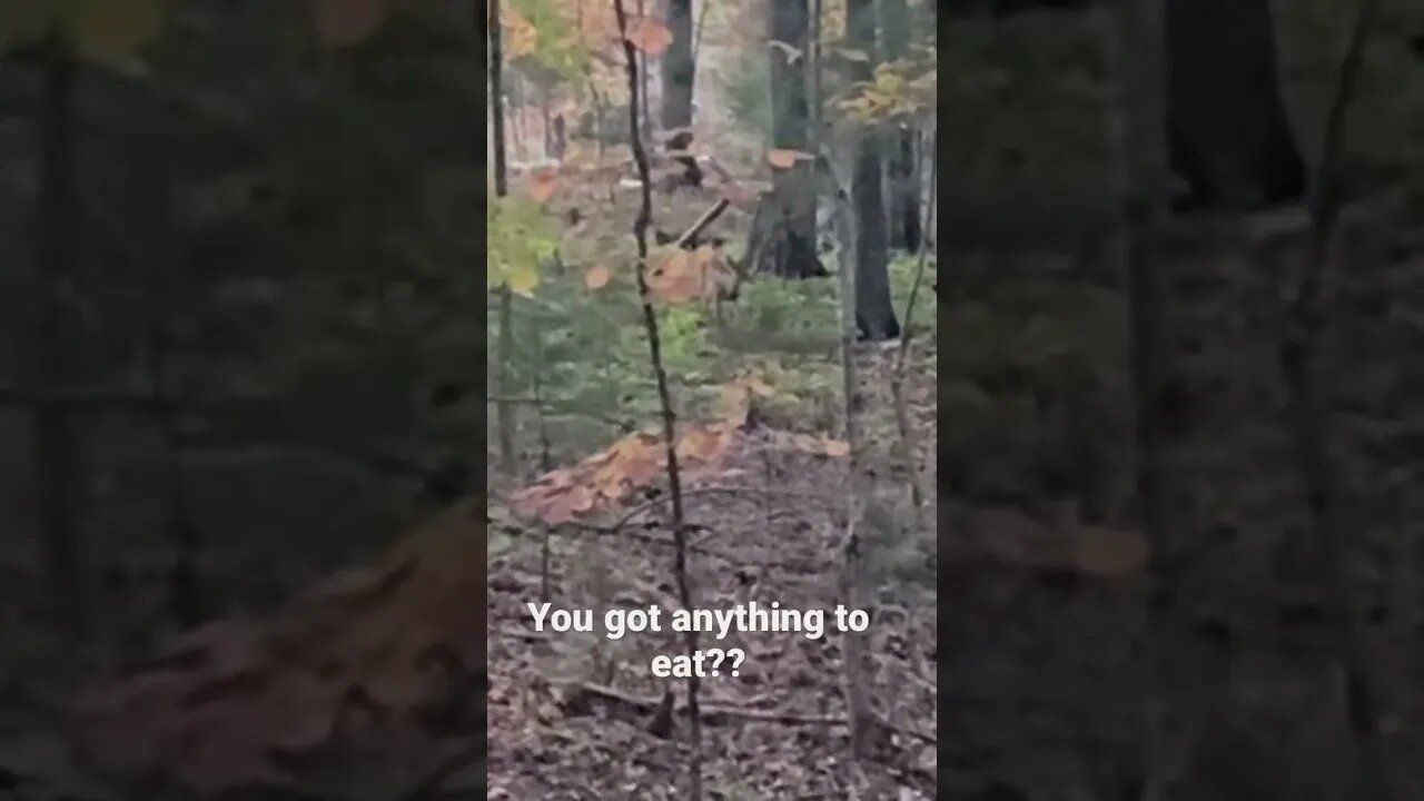 Looking for acorns.
