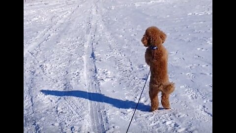 Cute dog likes to walk on hind legs