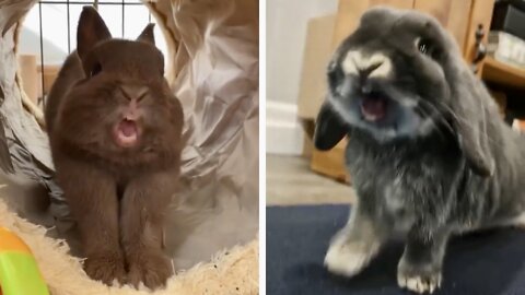 Funny videos of little bunnies