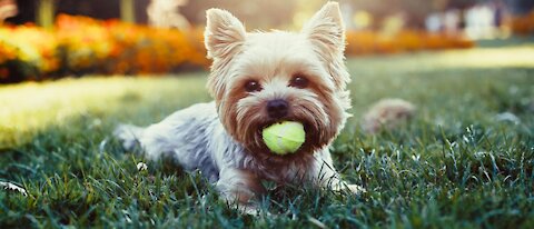 cute chicken vs dog fight,funny dog video ever