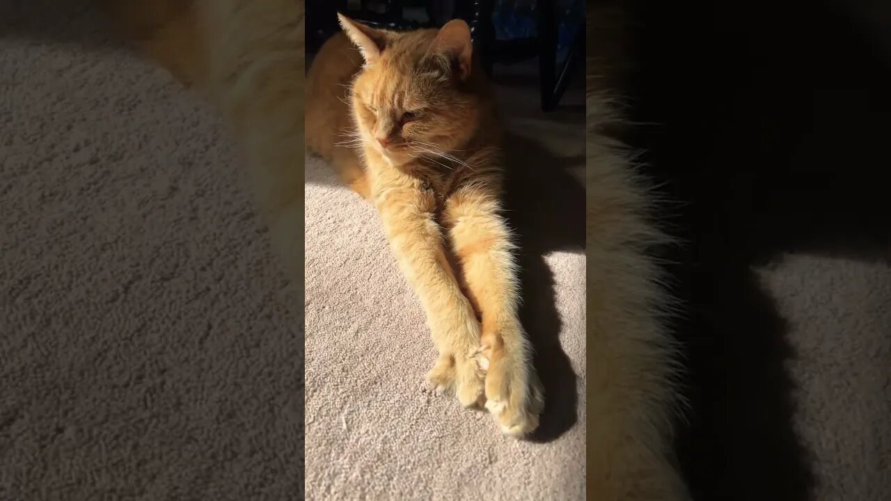 Why do Cats Do This?