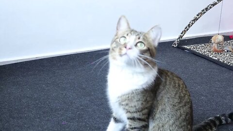 Cat Follows the Toy with His Eyes