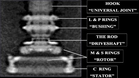 So how did this evolve ?- bacterial flagellum motor