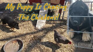 Why did the chicken cross the yard? To escape the puppy!