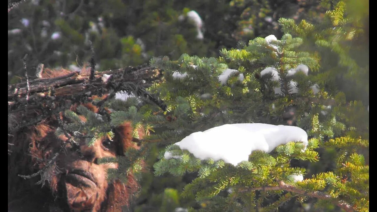 Is this the face of bigfoot? Bobby from Bobby's crypid corner chimes in.