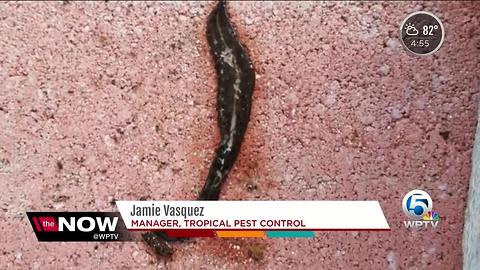 New Guinea flatworms spreading through Florida