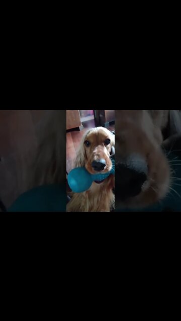 #dogshow, #amimals, #dogs, #shorts