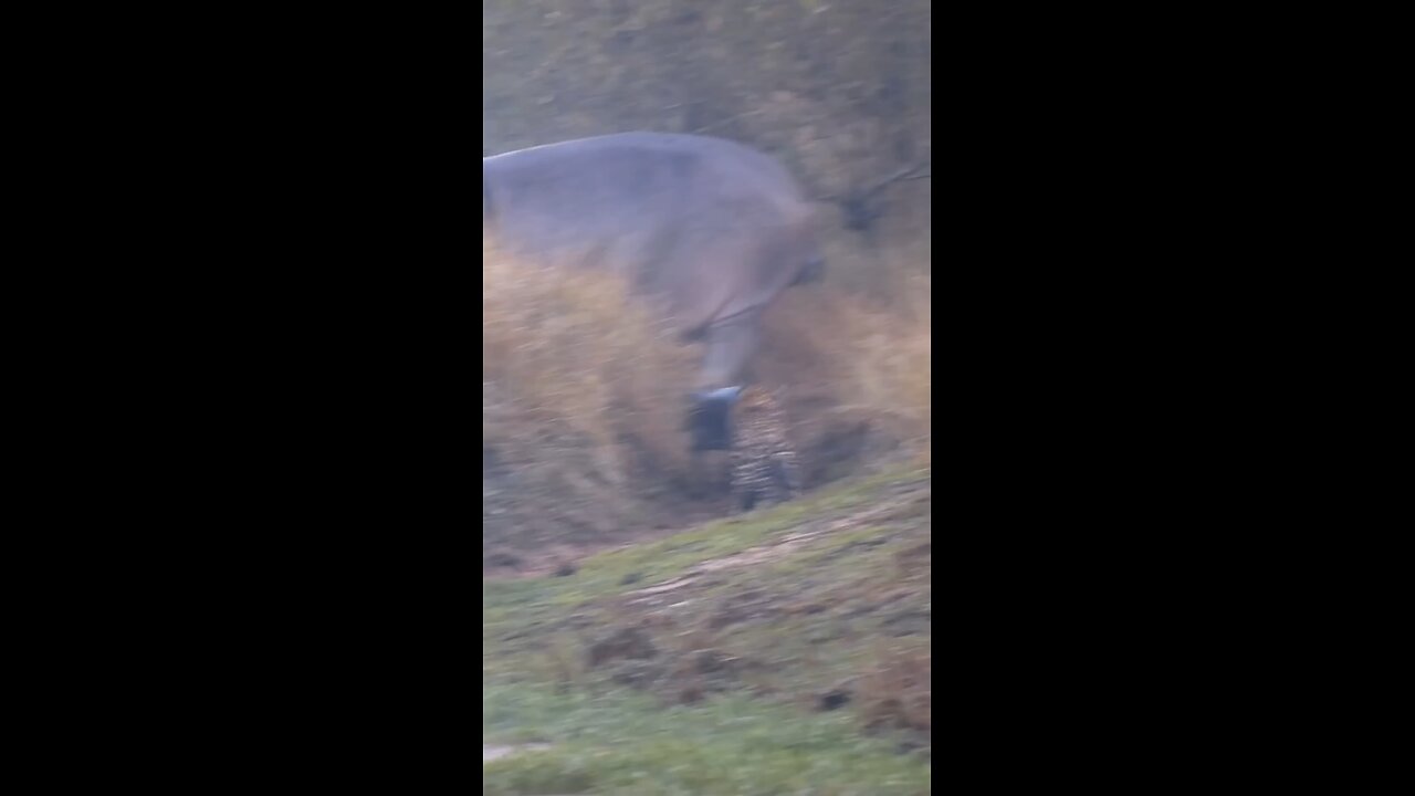 Leopard attack Newborn Hippo calf . . #wildlife #wildanimals #hippo #calf #leopard #LeopardAttack