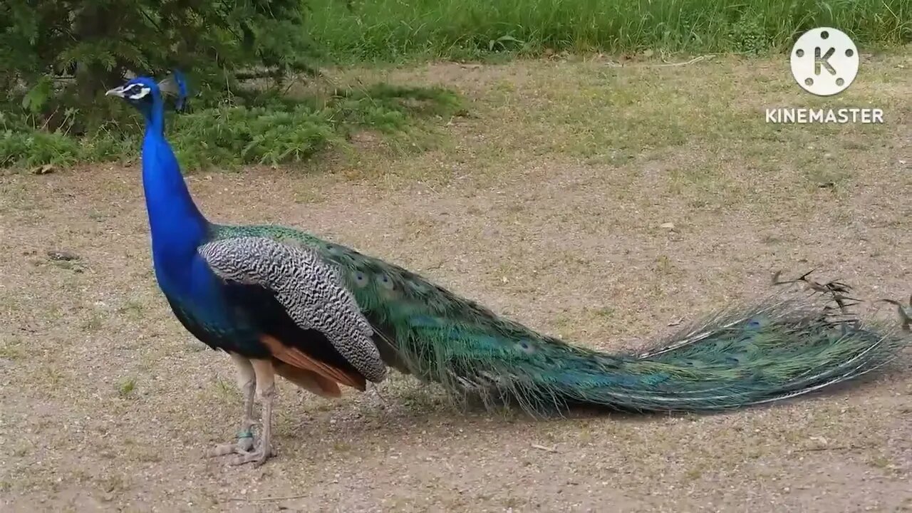 #peacock #short #peacocklove