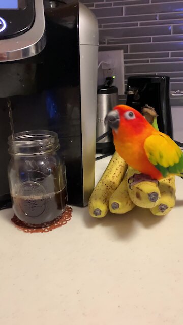 Parrot knows it's banana time when his owner makes morning coffee