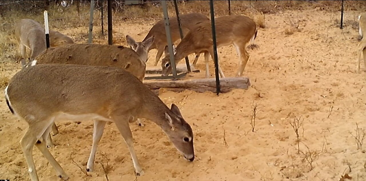 Game Cam 2-15-27-2022