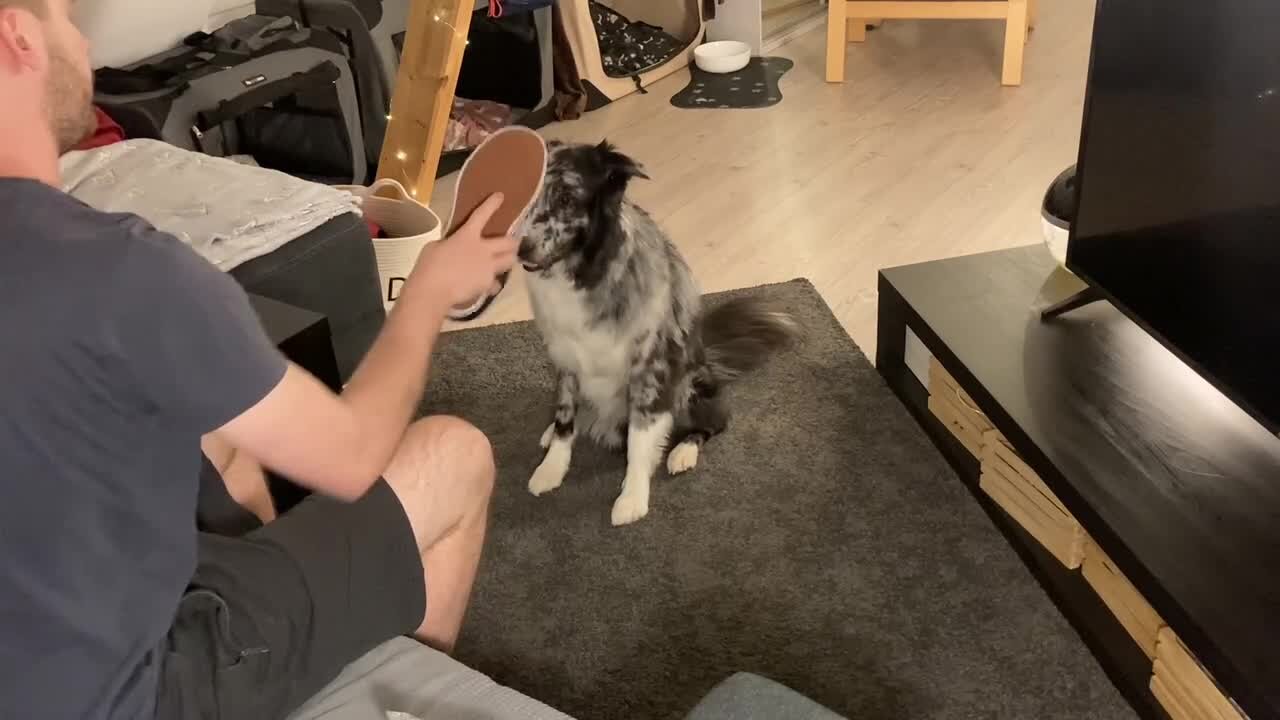 Australian Shepherd "faints" from owner's stinky shoe